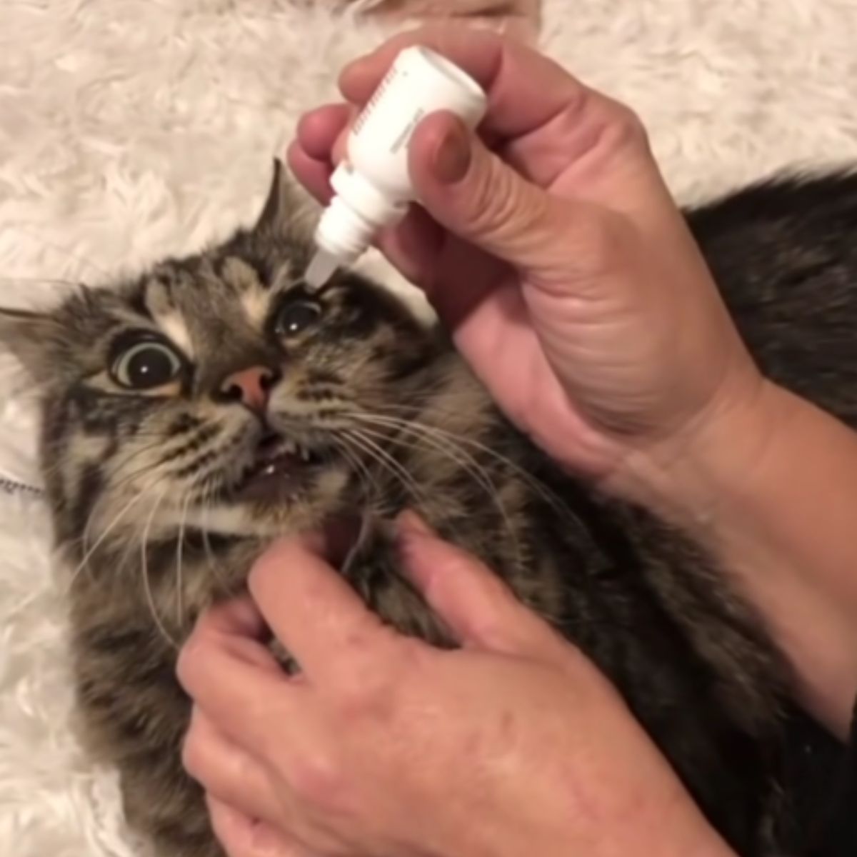 woman putting eye drops in cat's eyes