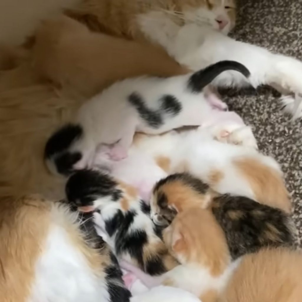 kittens snuggled around a cat