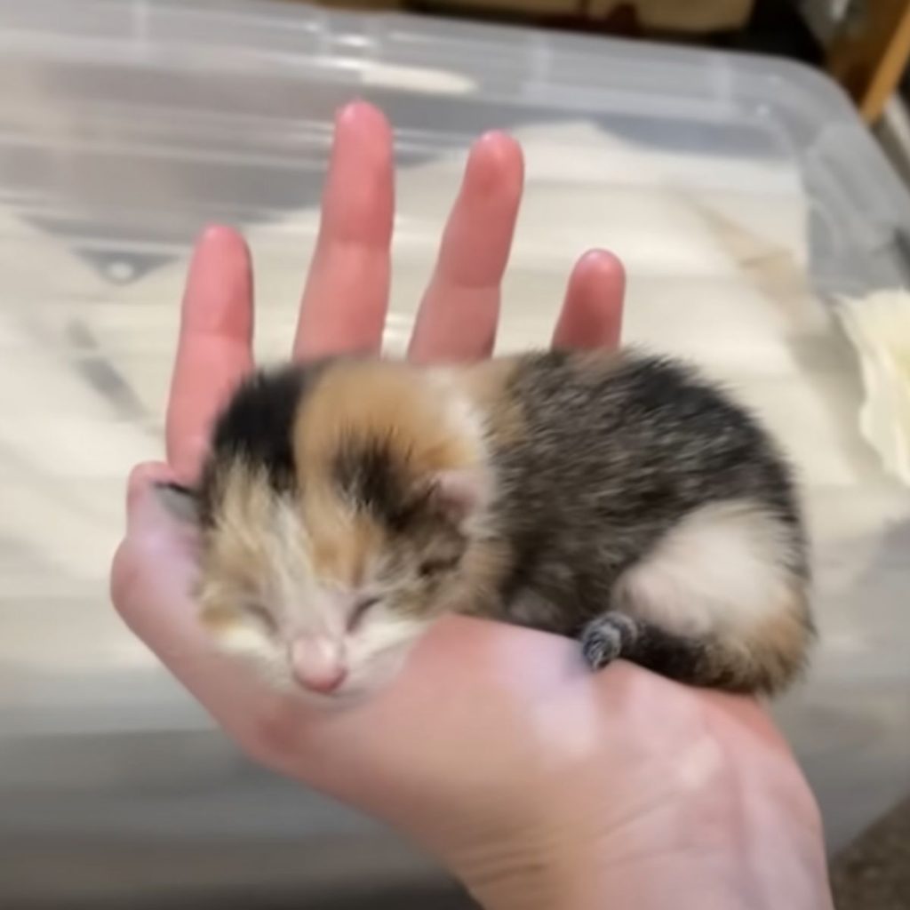 hand holding a tiny kitten