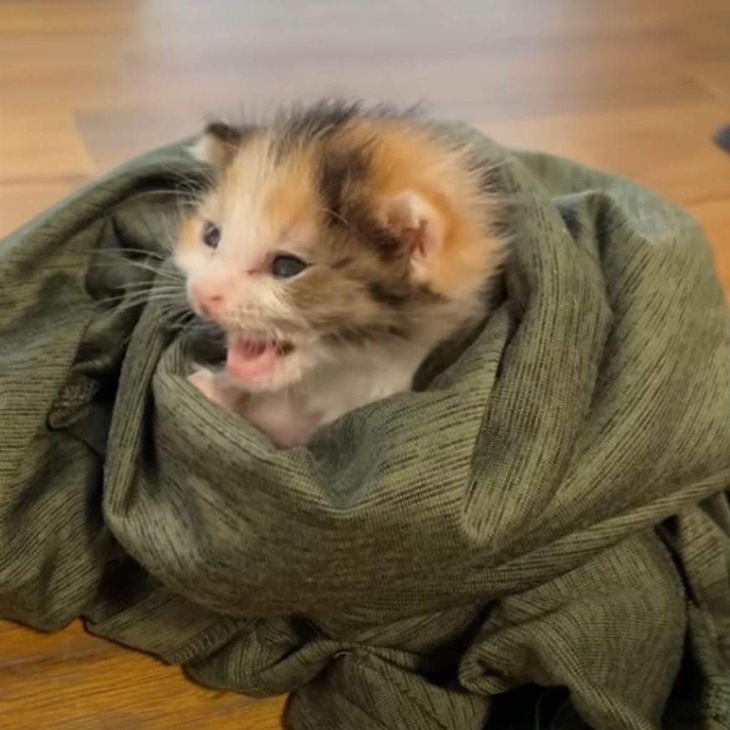 kitten wrapped in a piece of clothes