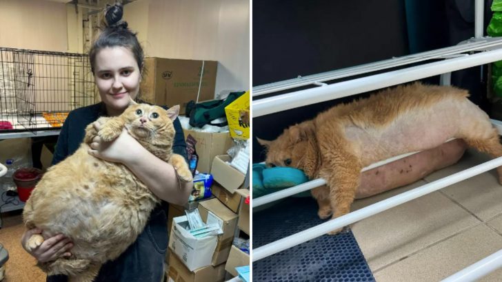 38-Pound Cat Tries To Escape Weight-Loss Camp But Ends Up Stuck In A Shoe Rack