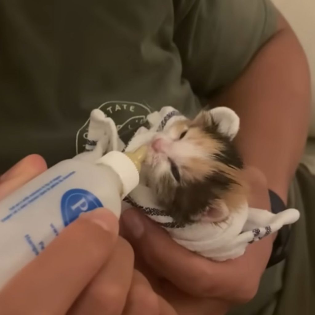 person bottle-feeding a kitten