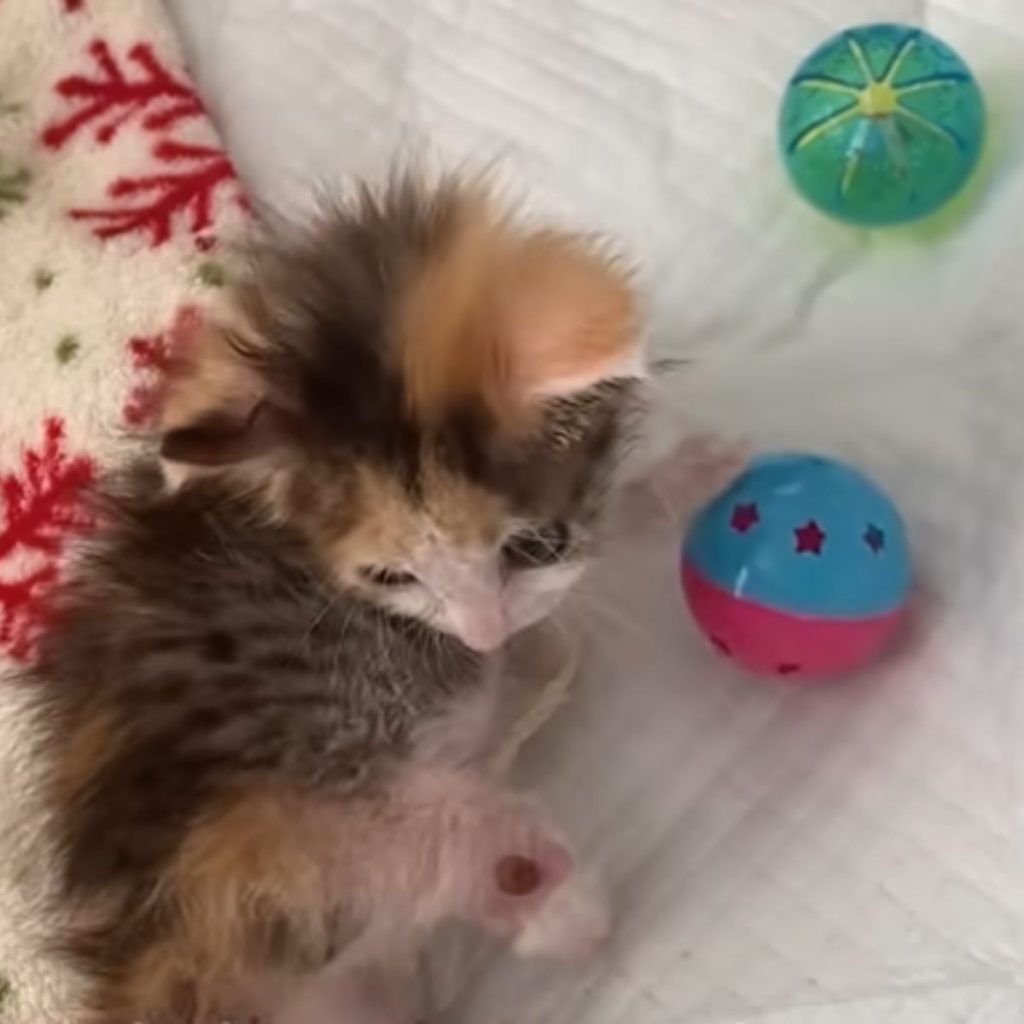 kitten playing with toys