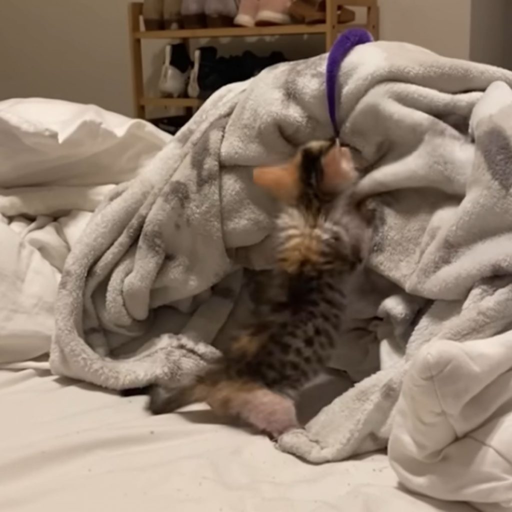 kitten jumping on a blanket