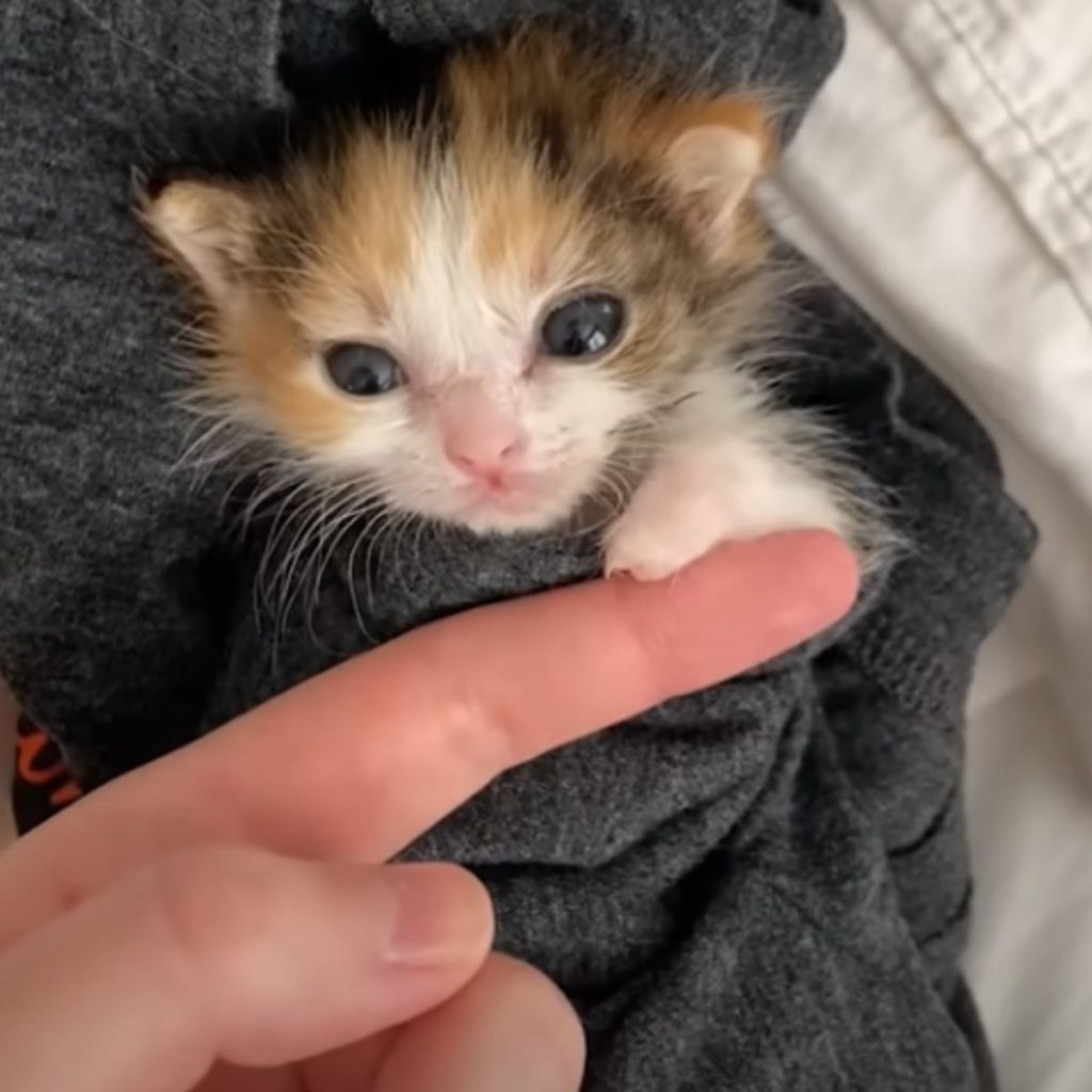 human finger touching a kitten's paw