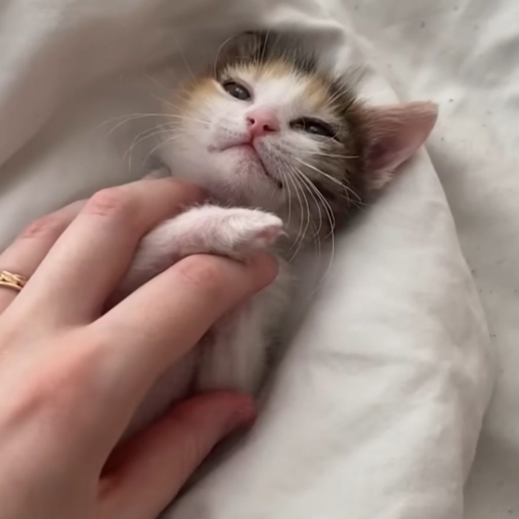 human hand playing with a lying kitten