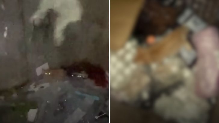 A Group Of Friends Goes Dumpster Diving And They Find A Kitten Among Broken Glass And Rotten Eggs