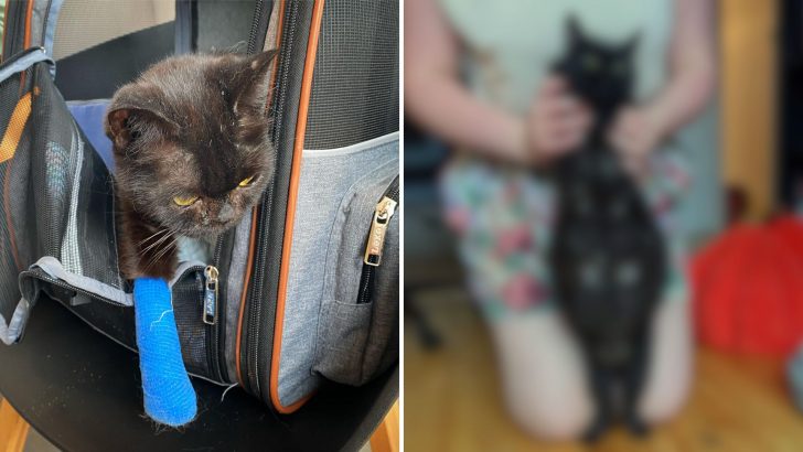 A Group Of People Rescue A Stray Cat Only To Discover She Is Not The Only One They Saved