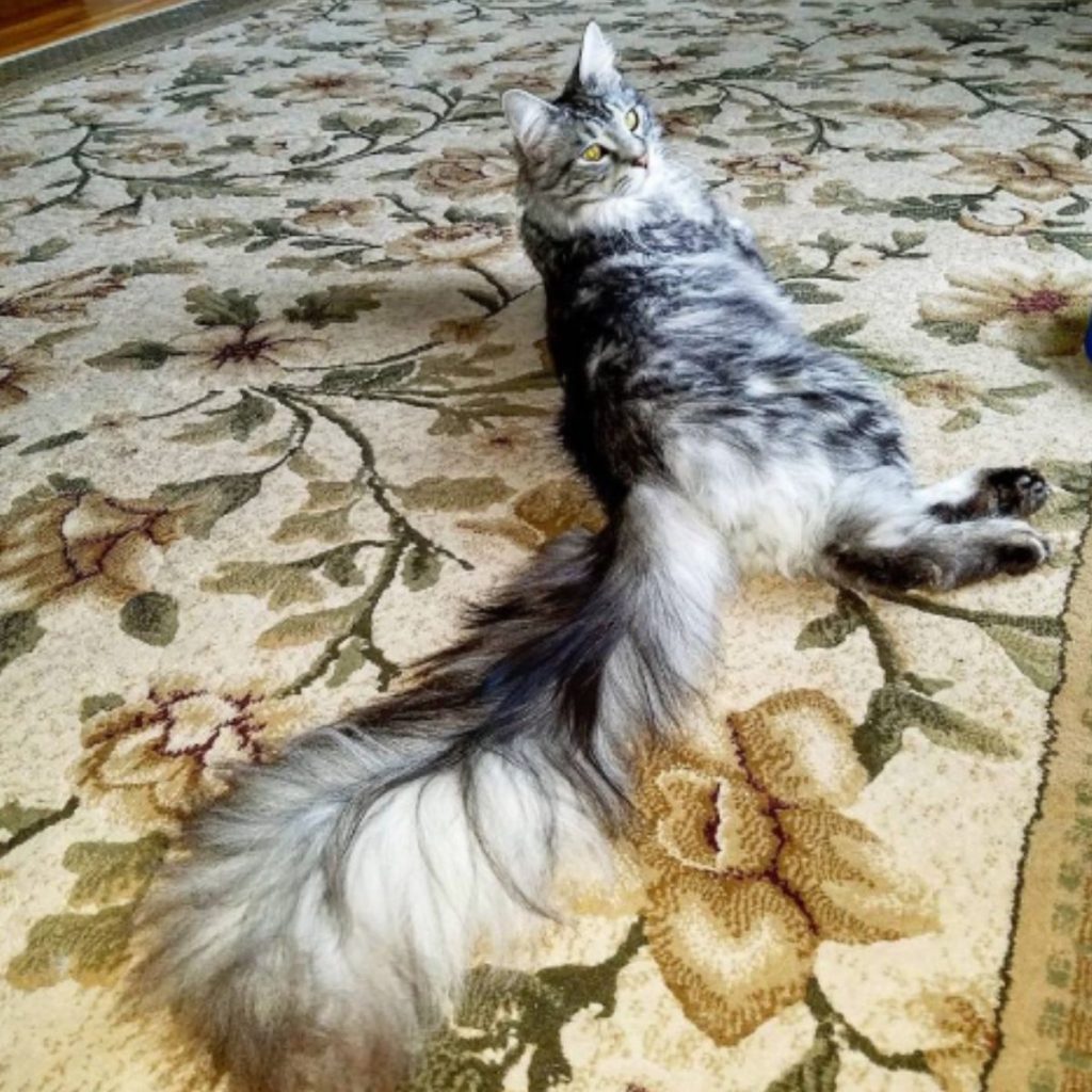 A Maine Coon is lying stretched out on the carpet