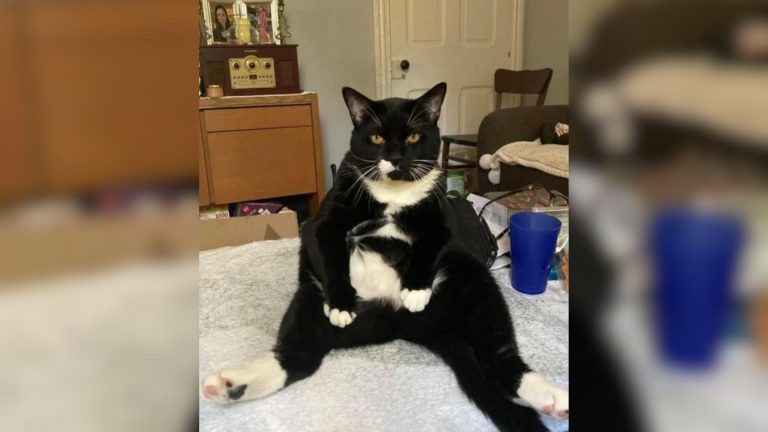 black and white cat sitting