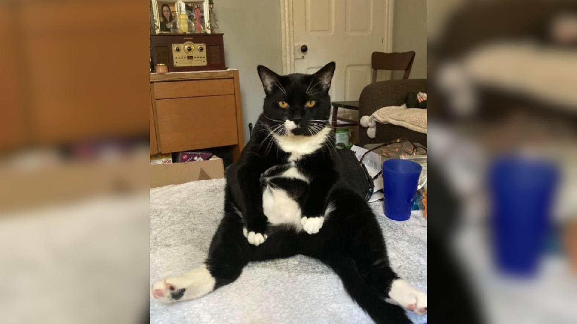 black and white cat sitting