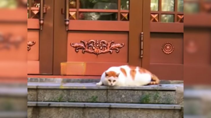 Abandoned Cat Sits In Front Of Owners Home, But No One Comes Back For Him