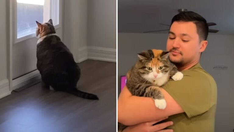 Abandoned Senior Cat Gets A Second Chance To Shine And Surprises Everyone With Her Personality