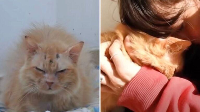 Abused Senior Cat Finds Comfort And Care In Her New Foster Home