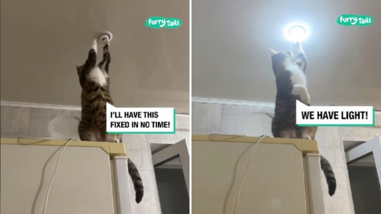 adorable cat fixes lightbulb