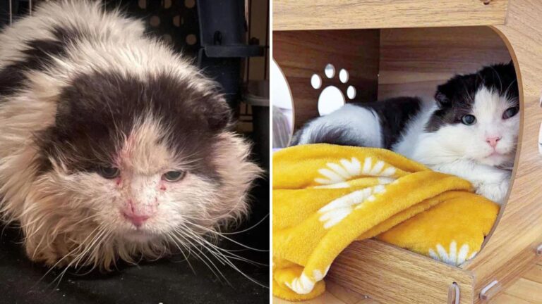 After Years of Suffering in Silence, This Stray Cat Finally Finds Hope