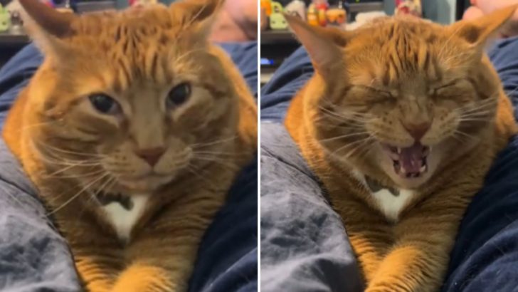 Annoyed Cat Hilariously Reacts To Owner’s Loud Sneeze During His Cozy Nap