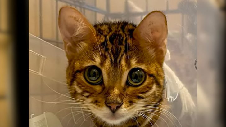 Bengal Kitty Heartlessly Abandoned In A Cardboard Box Gets A Second Chance At Life