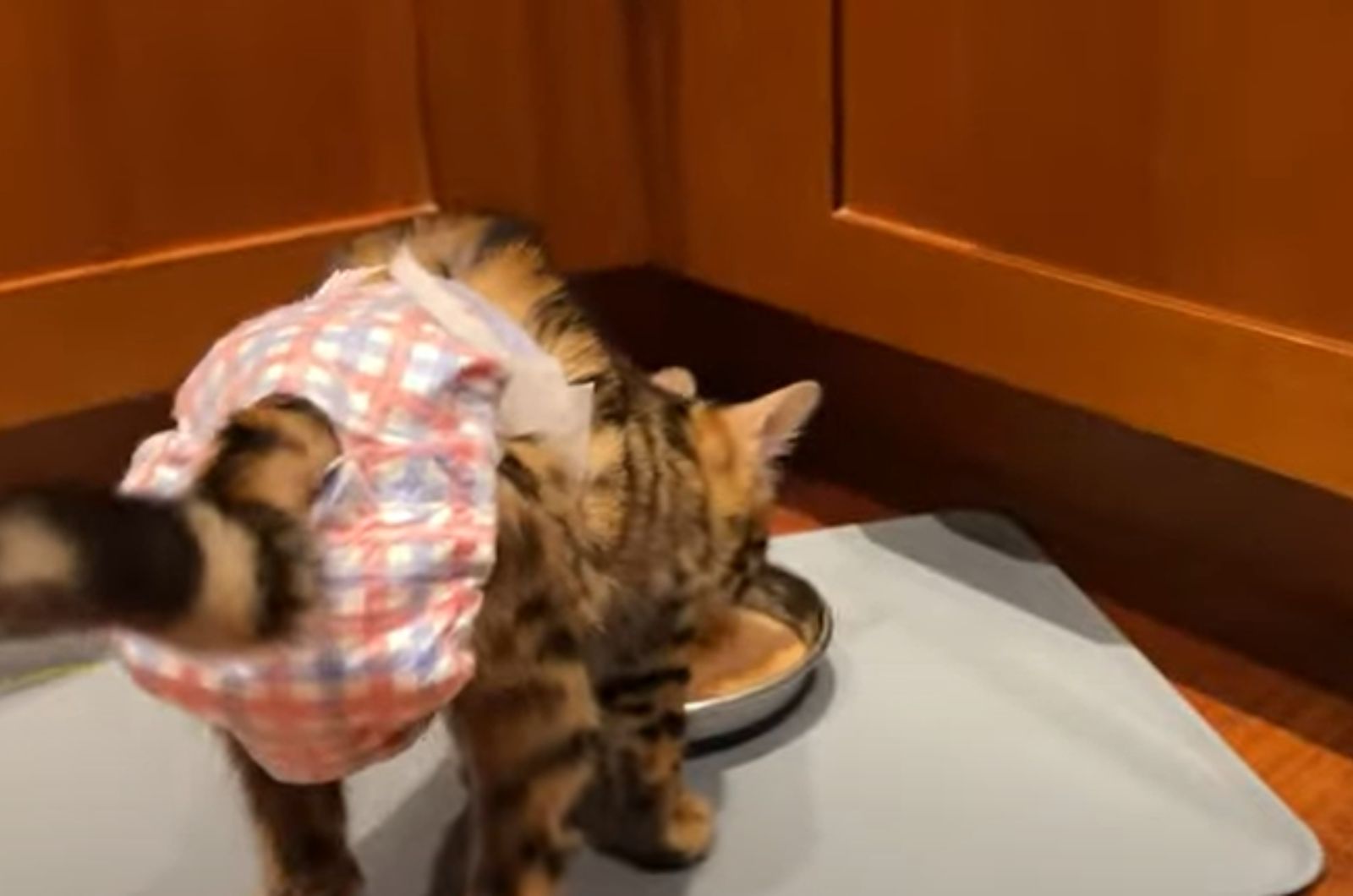 Bengal cat eating