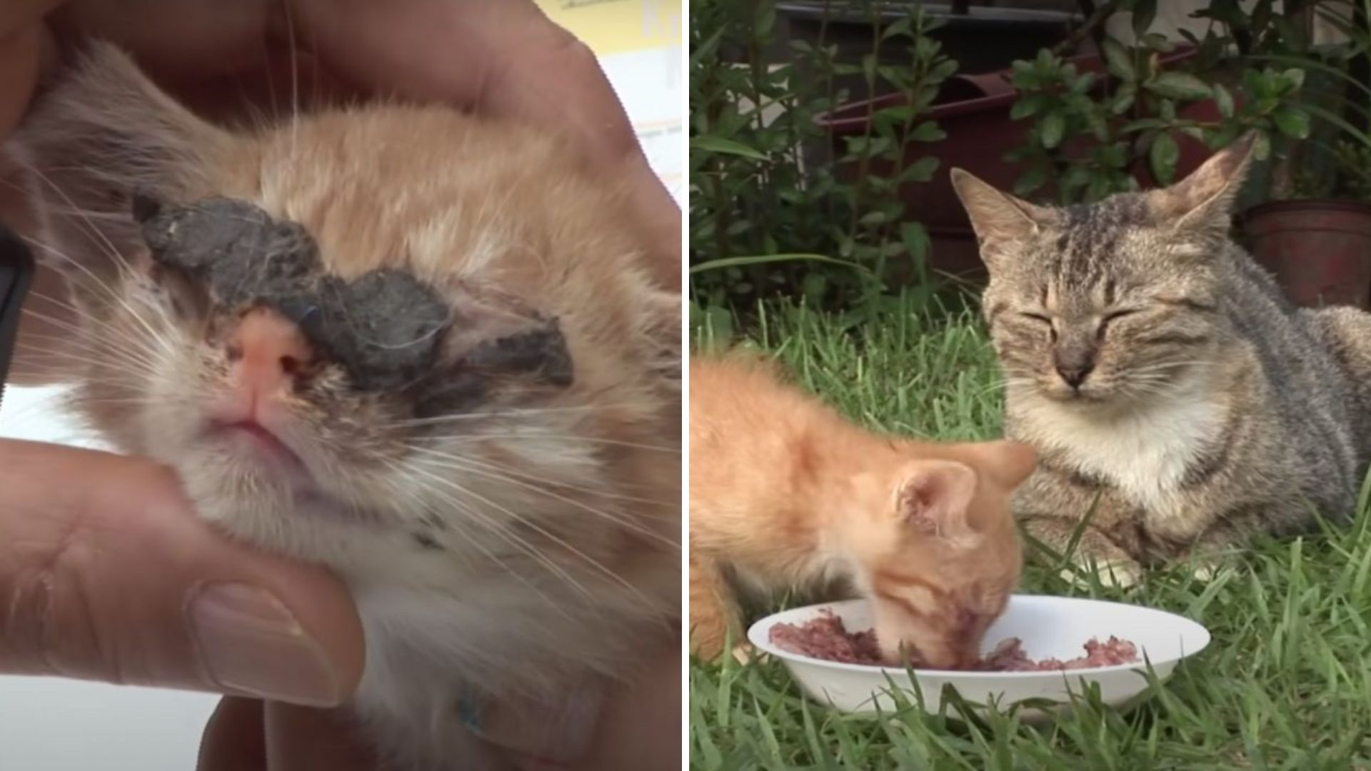 Blind Kitten Gets Helping Hand And A Heartwarming Reunion With His Mom After Months Apart
