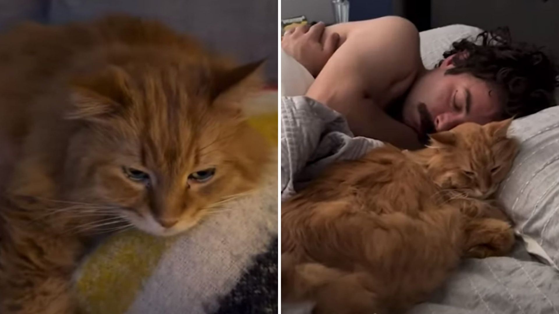 California Adopted Cat Bonds With New Dad And Stirs Up Mom’s Jealousy