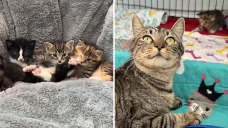 Caring Hands Unite To Bring Mama Cat And Her Babies Back Together