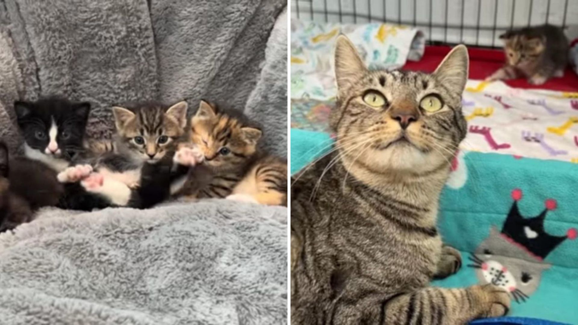Caring Hands Unite To Bring Mama Cat And Her Babies Back Together