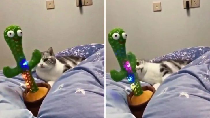 Cat And Wiggly Cactus Team Up For A Hilarious Dance Party You Just Can’t Miss