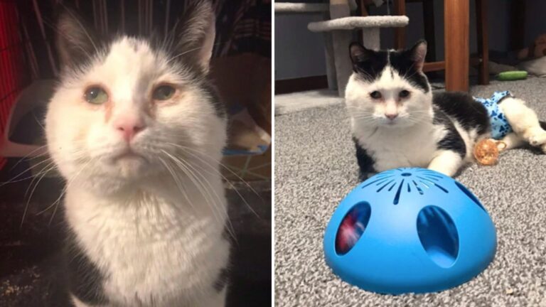 Cat Born With 'Handstand' Birth Defect Faces A Tough Start Before Finding His Happy Ending