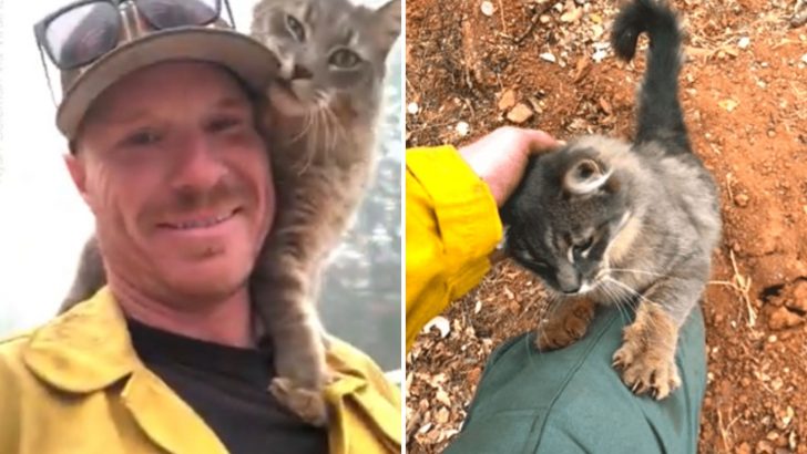 Cat Can’t Stop Thanking The Firefighter Who Rescued Him From A Wildfire In California