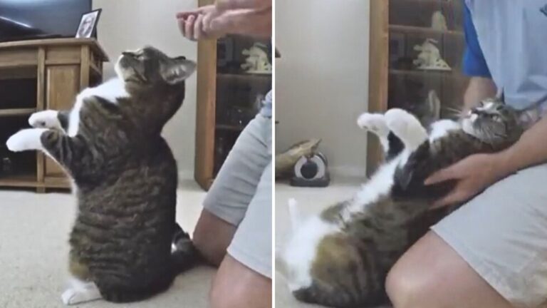 California Cat Does 'Trust Falls' With Her Owner And The Internet Can’t Stop Laughing