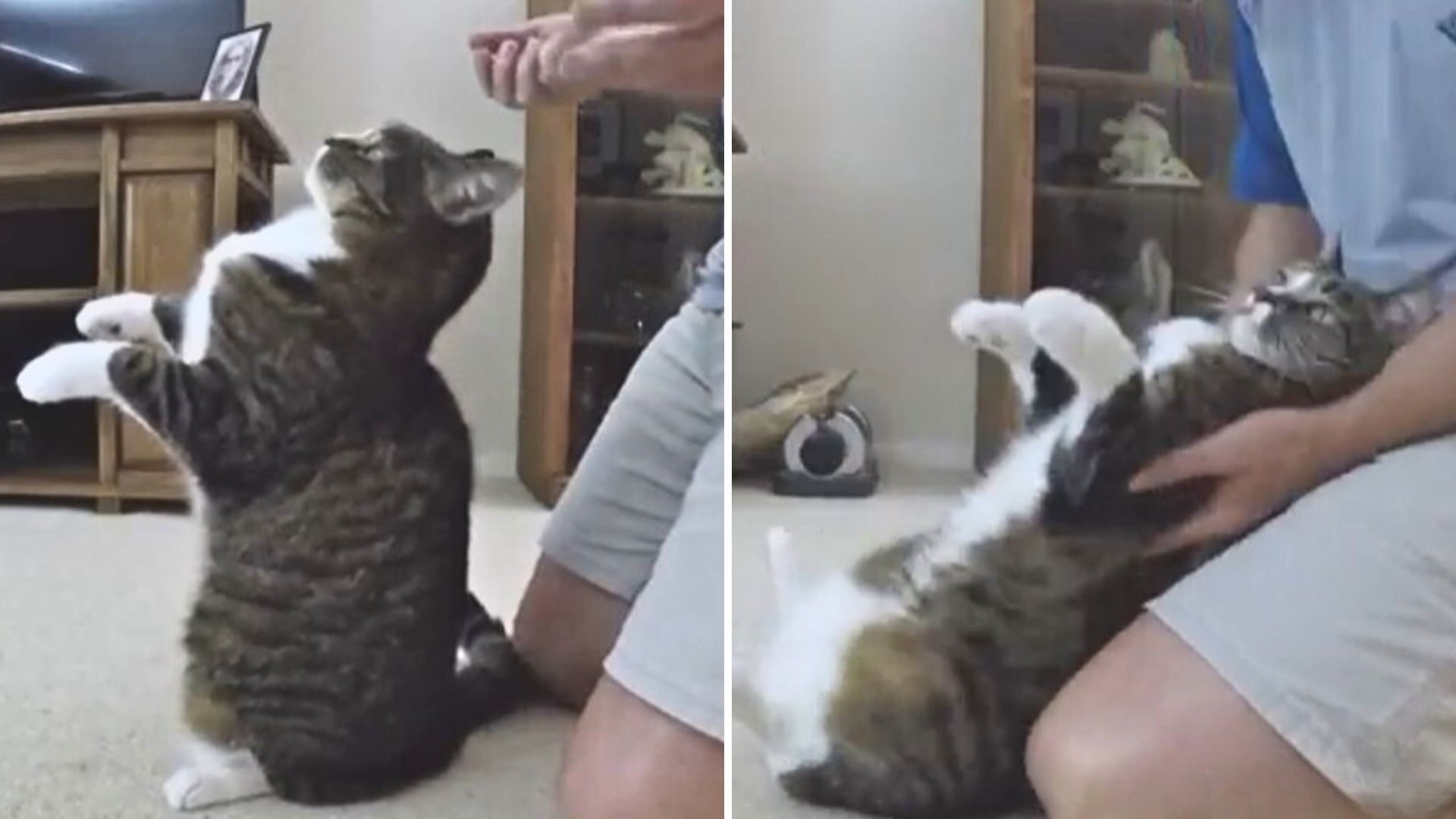 California Cat Does 'Trust Falls' With Her Owner And The Internet Can’t Stop Laughing