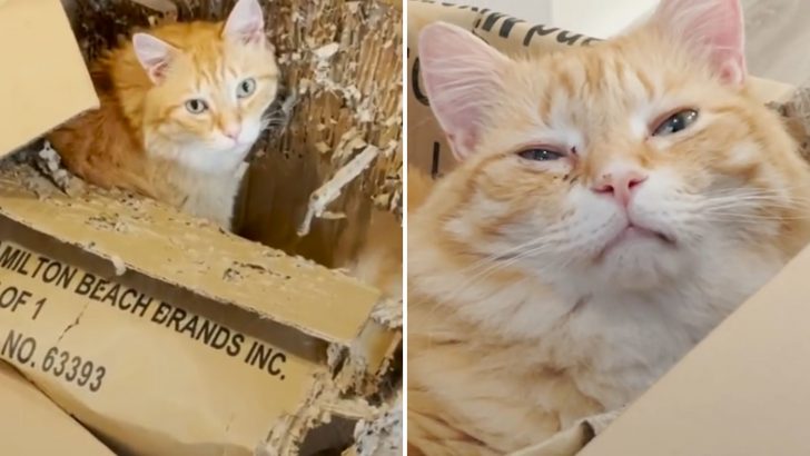 Cat Insists On Sleeping In An Old Shredded Box And The Reason Is So Heartwarming