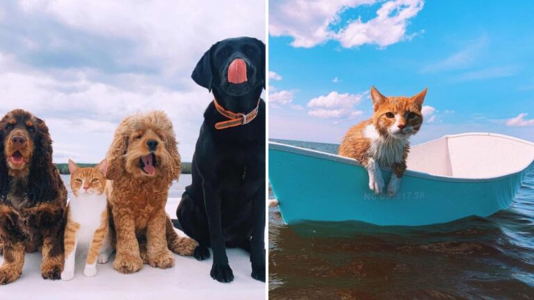 Cat Learns To Swim From Dogs And Falls Head Over Paws For The Ocean