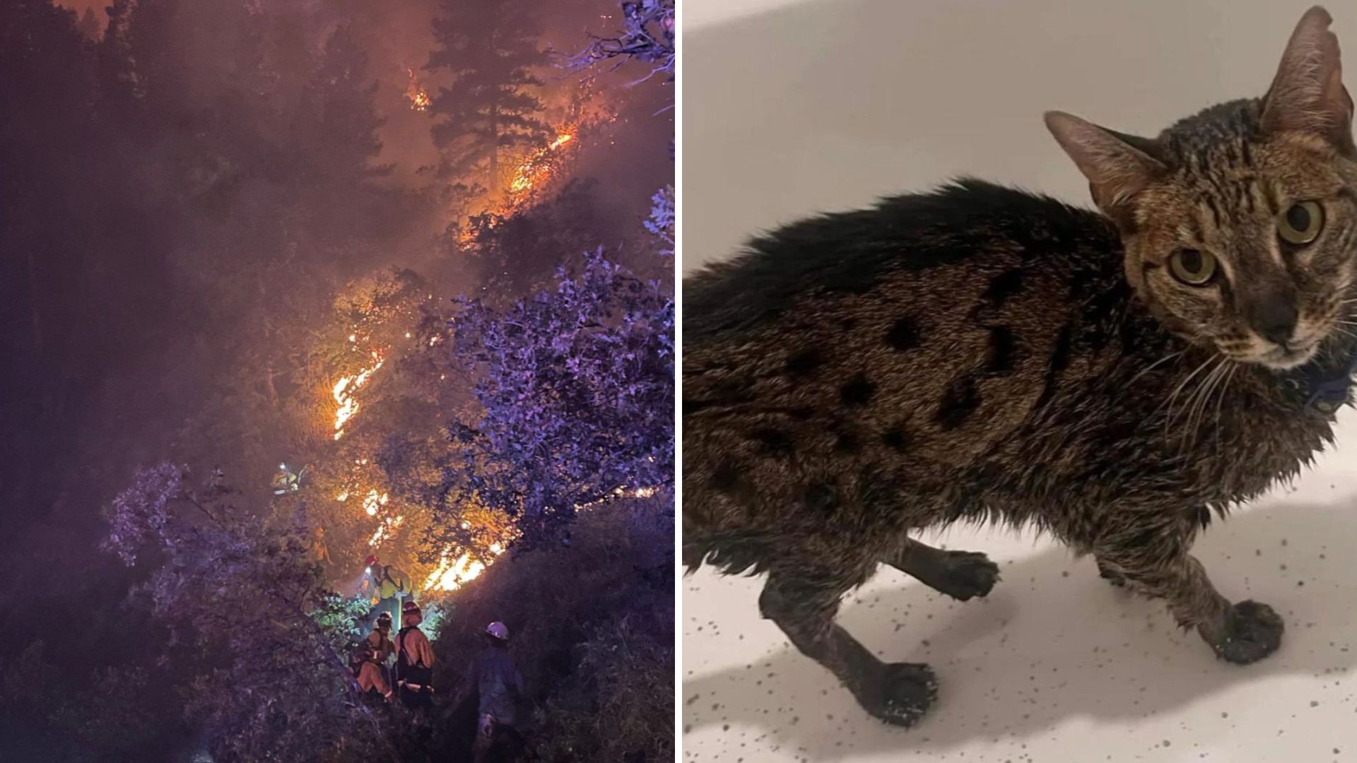 Cat Miraculously Survives Colorado Wildfire Thanks To One Crucial Detail