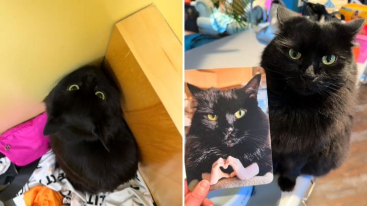 Cat Sends An Apology Card To The Vet After A Hilarious Misbehavior And It Becomes A Hit!