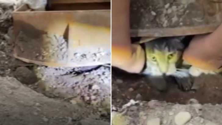 Cat Sneaks Out Of The House And Gets Trapped In A Sewer For Eight Weeks