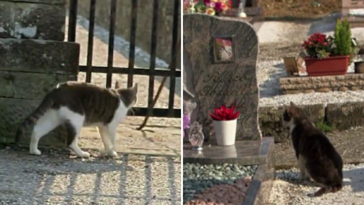 Cat Still Brings His Owner Gifts Even Though He Passed Away Two Years Ago