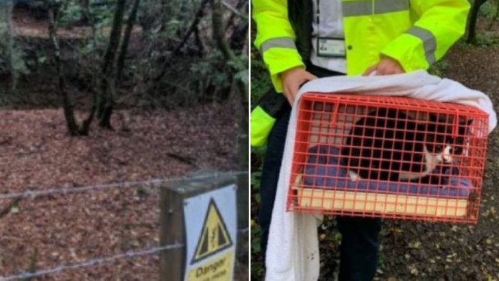 Cat Trapped 100 Feet Down Mine Shaft Sees The Light Of The Day Thanks To A Brave Dog