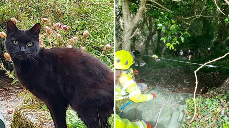 cat crys for owner trapped in a ravine