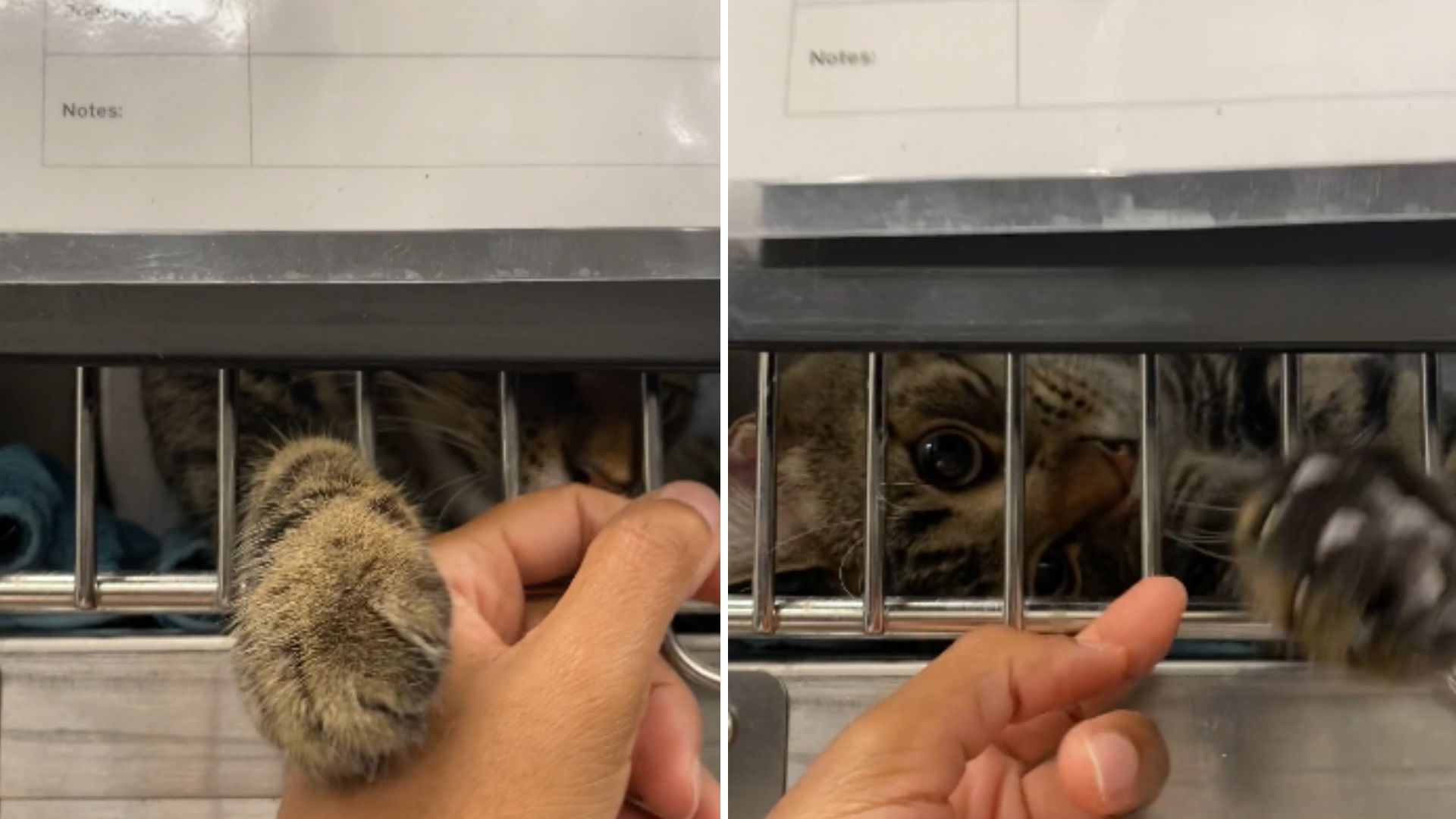 Chicago Shelter Cat Won’t Let Go Of Visitor