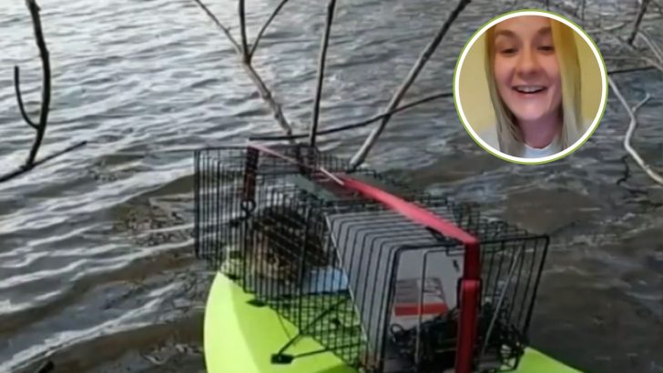 Chicago Woman Kayaks To Save A Cat Stranded On Desolate Island In The Saginaw River