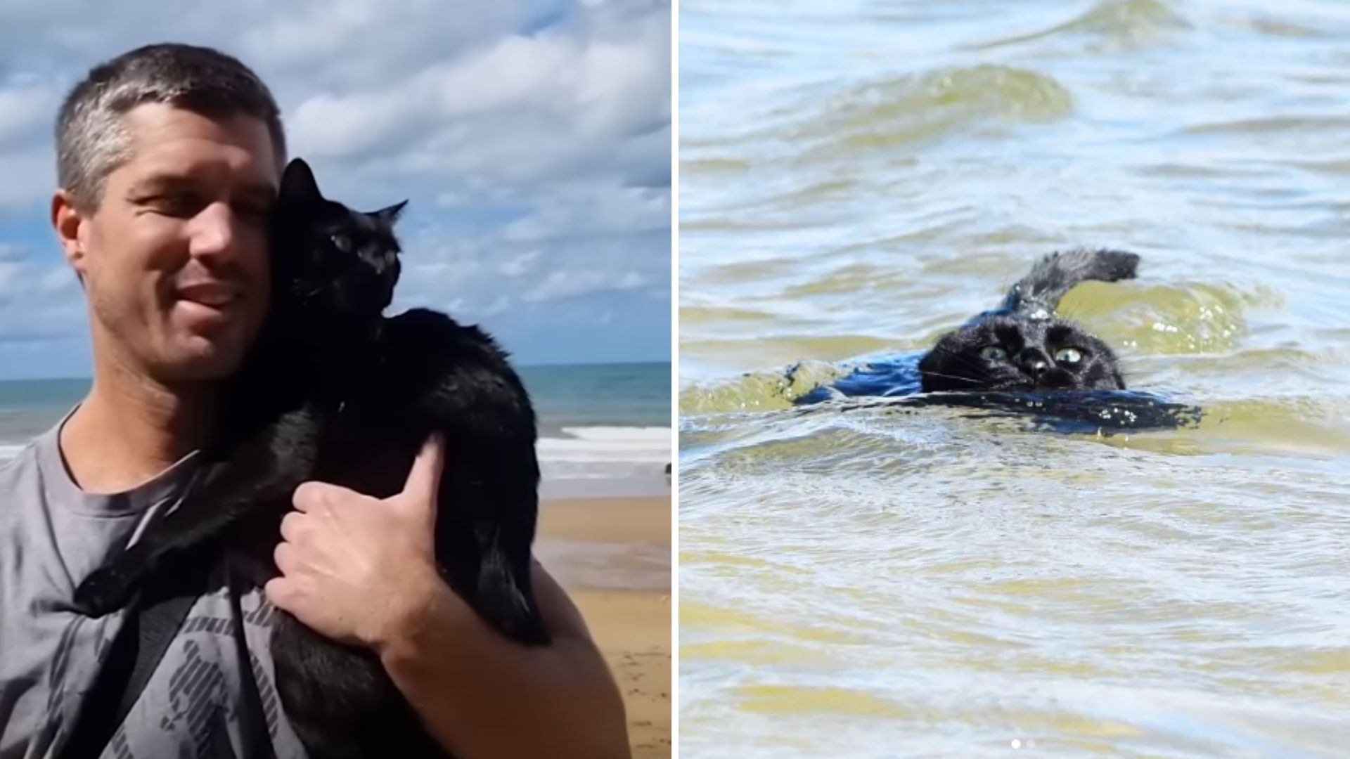 Couple Stunned As Their Cat Takes The Plunge