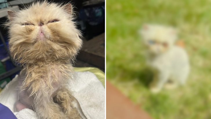 Dirty, Depressed-Looking Cat Finally Opens His Eyes And Rescuers Can’t Believe His Transformation