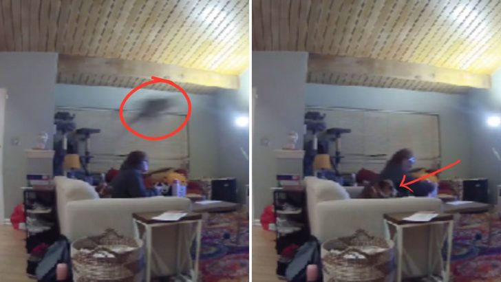 Dog And His Owner Flabbergasted As Cat Flies Across The Room They’re Chilling In