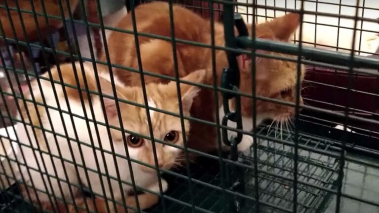 Five Cats Trapped In A House Endure Weeks Without Food And Water After Their Owner’s Passing