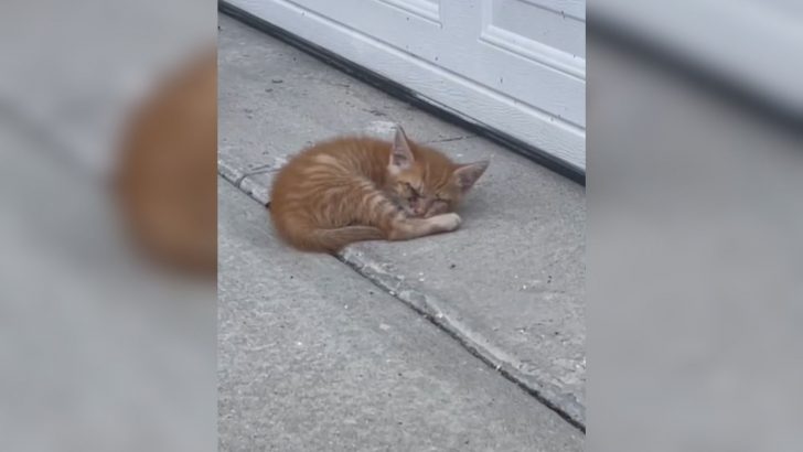 Florida Couple Heartbroken After They Discover A Blind Ginger Kitten In Their Driveway