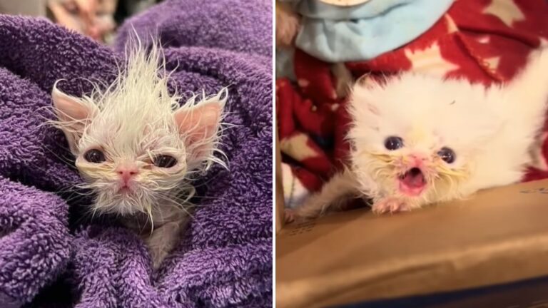 Florida Girl Rescues Fragile Newborn Kitten With A Determined Personality