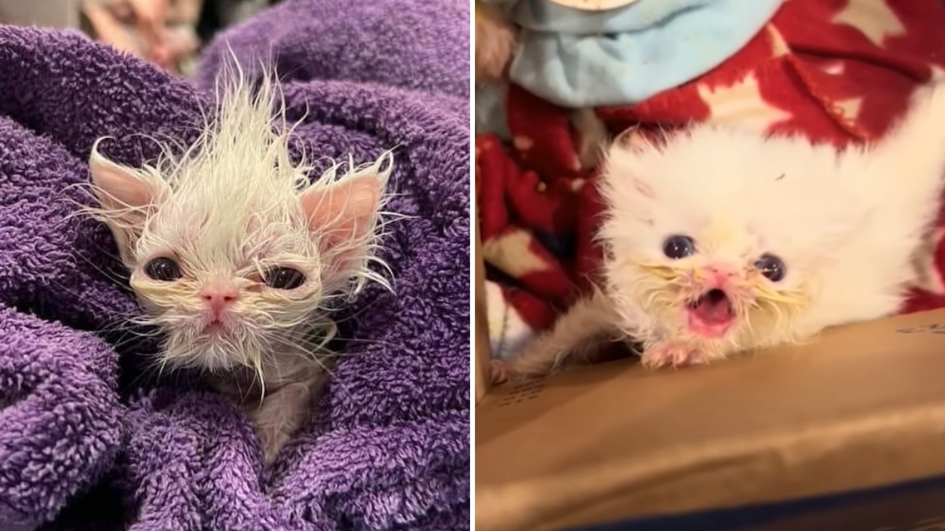 Florida Girl Rescues Fragile Newborn Kitten With A Determined Personality