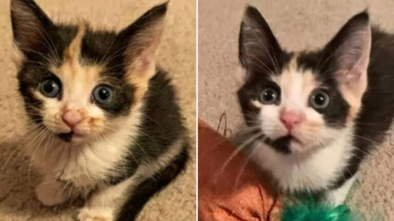 tiny calico kitten